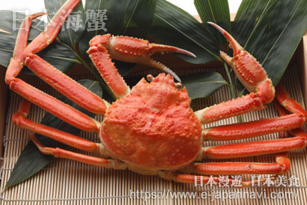 日本松葉蟹