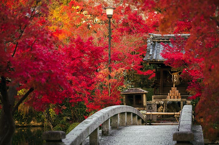 京都著名的紅葉景點-永觀堂