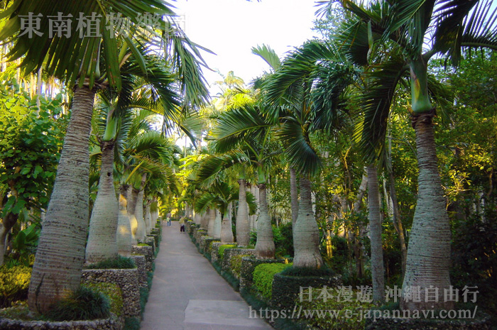 東南植物樂園椰樹林道