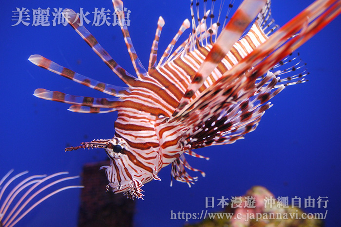 沖繩美麗海水族館珊瑚海熱帶魚