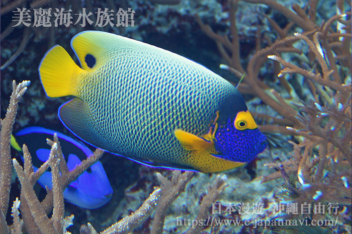 沖繩美麗海水族館的熱帶魚