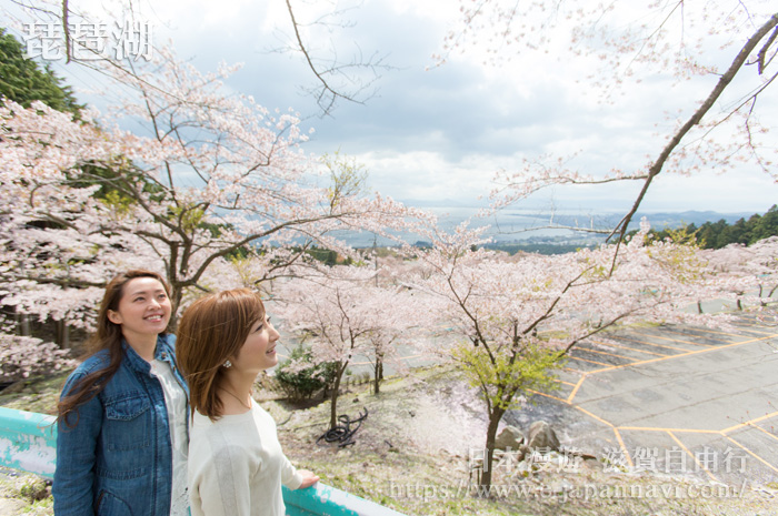 琵琶湖櫻花