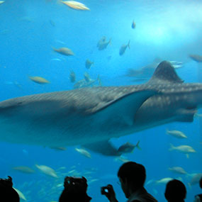 日本水族館