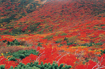 宮城景點