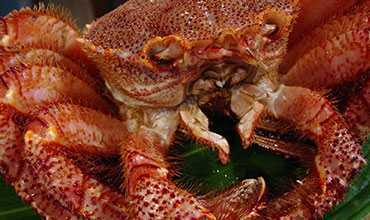 日本海鮮海蟹料理