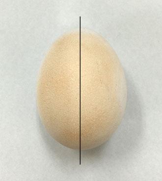 1.涂有粉底霜的蛋壳。