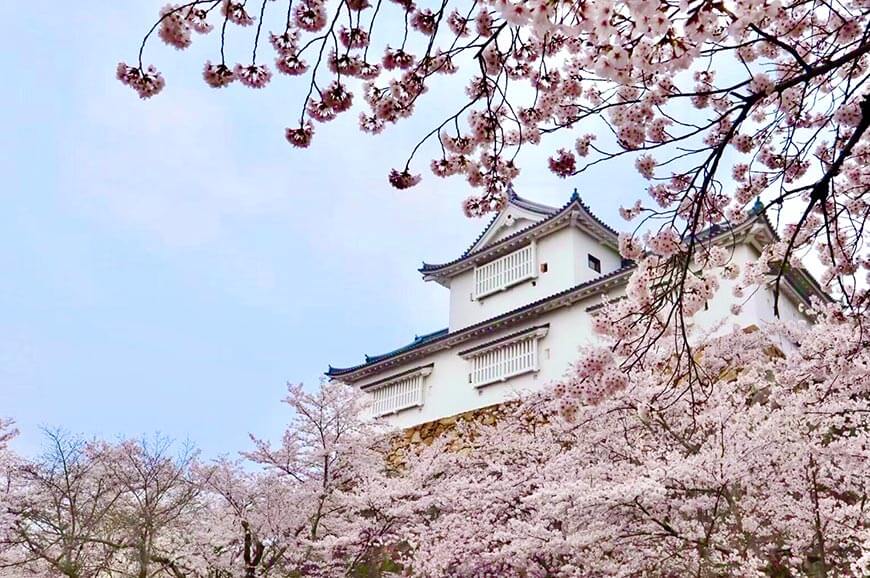 津山城（鶴山公園）櫻花