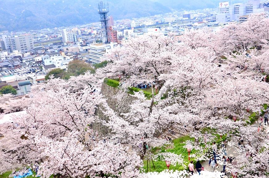 津山城櫻花）