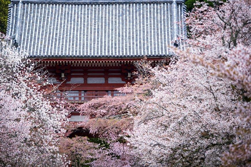 醍醐寺櫻花