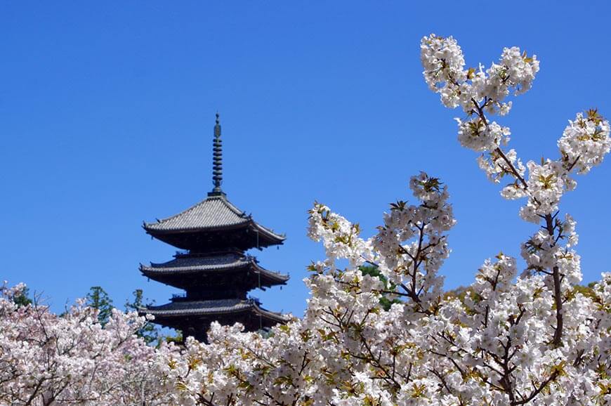 仁和寺櫻花