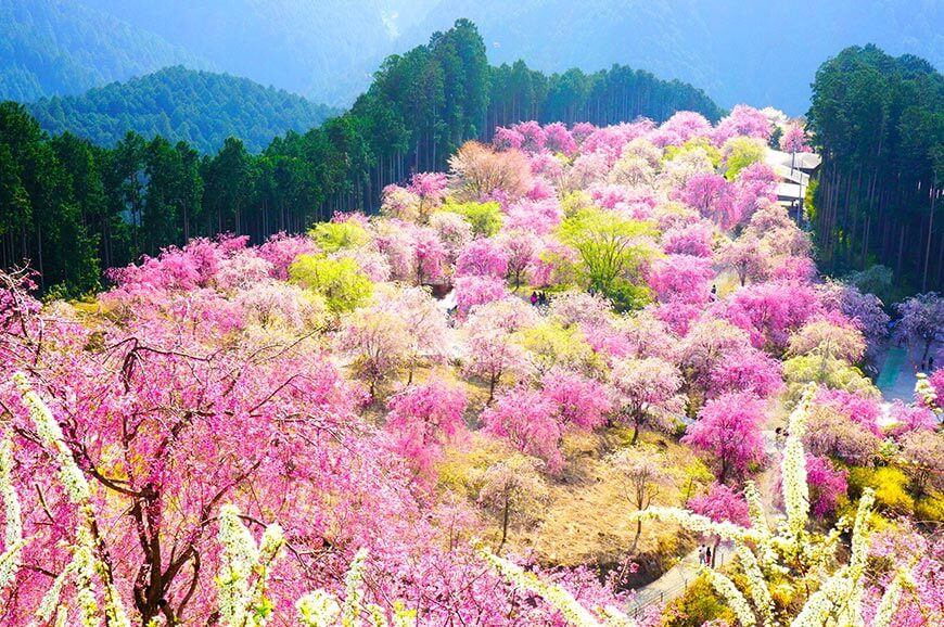 吉野山櫻花