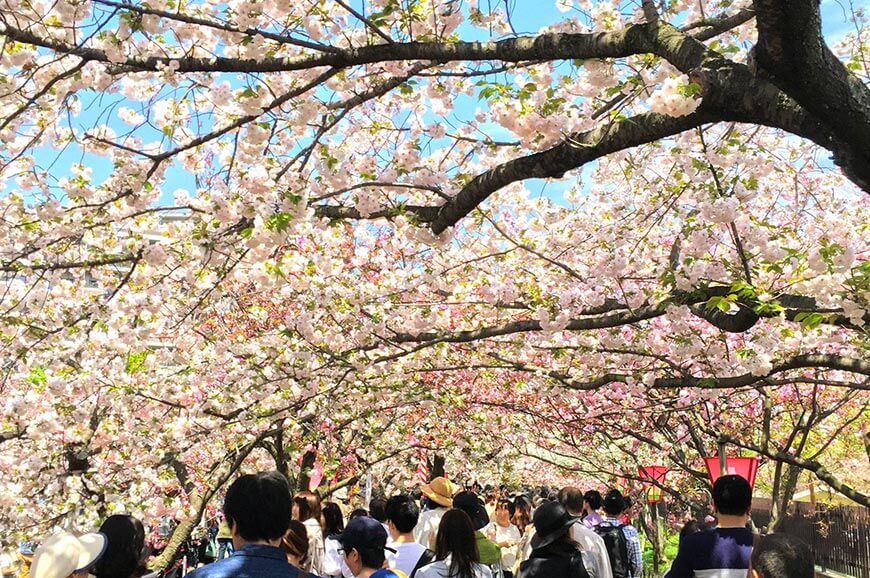 大阪造幣局櫻花