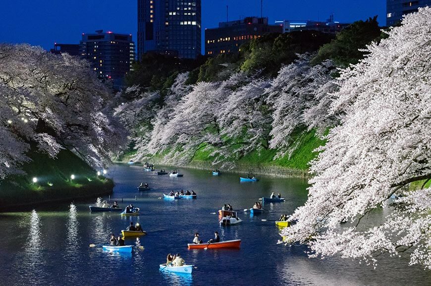 千鳥淵櫻花美景