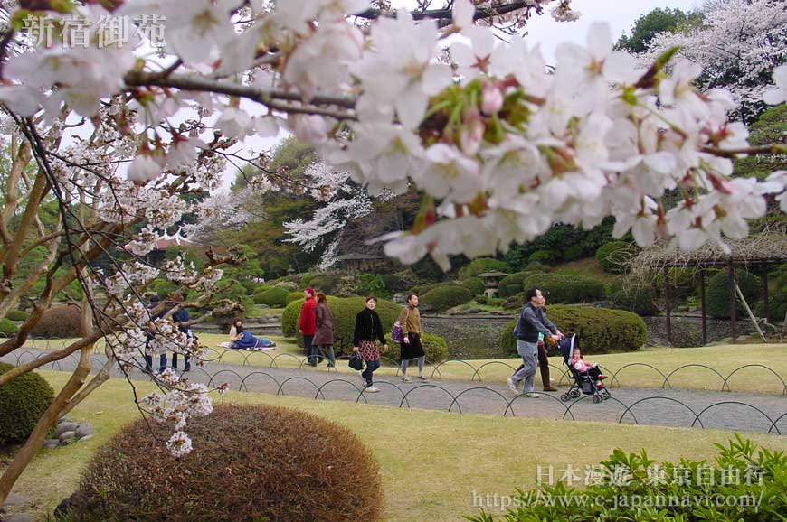 新宿御苑櫻花