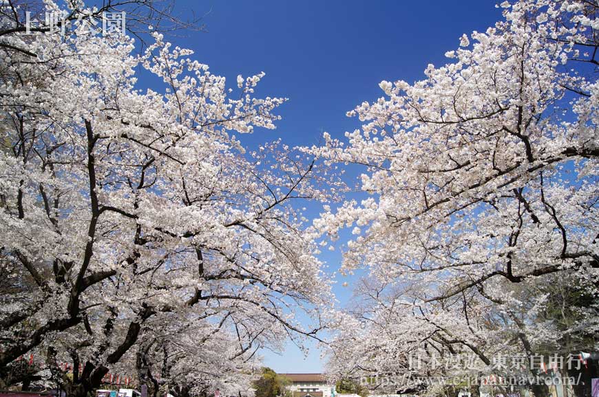 上野恩賜公園櫻花