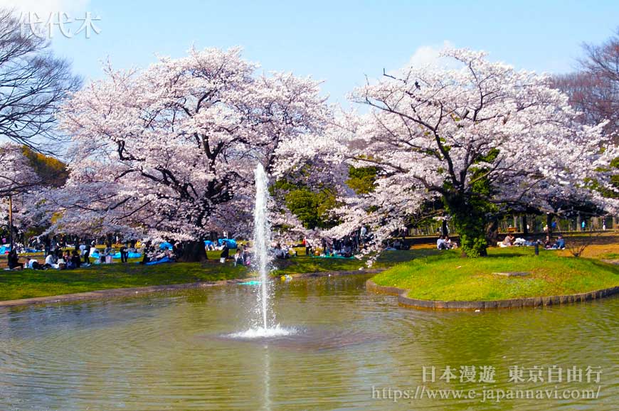 代代木公園櫻花
