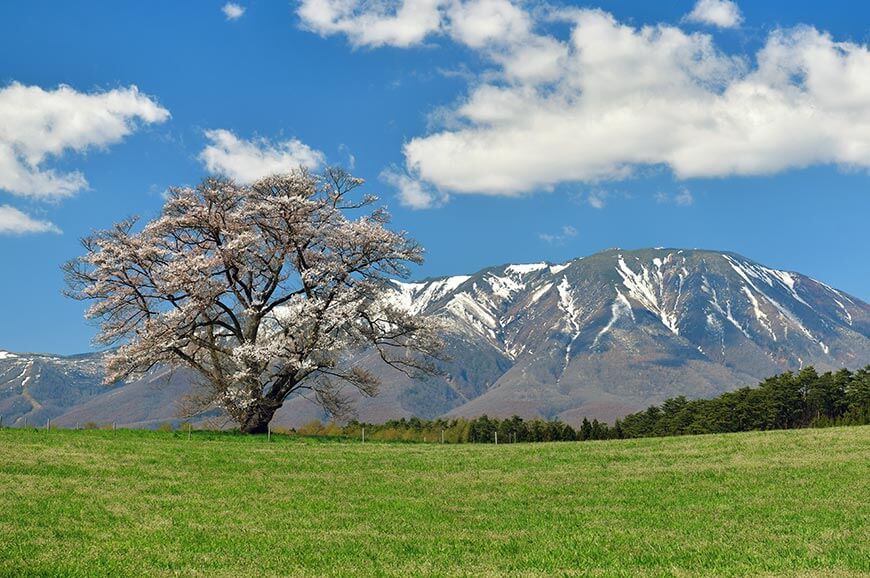 小岩井農場櫻花