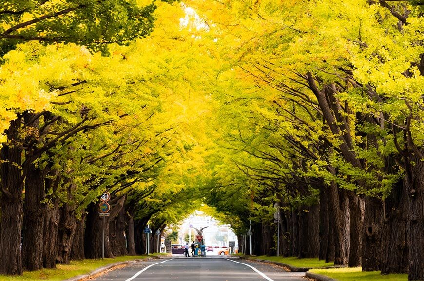 北海道大學銀杏樹林