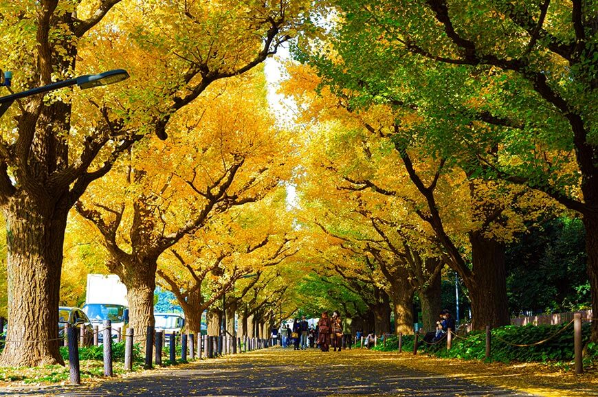神宮外苑銀杏樹林蔭道