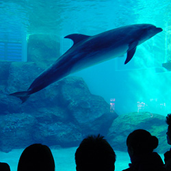 名古屋水族館