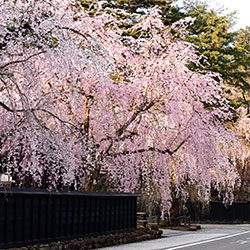 角館櫻花