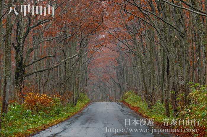 八甲田山景秋季的林道