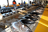 銚子漁港鮪魚拍賣