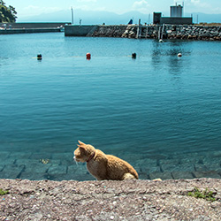 青島