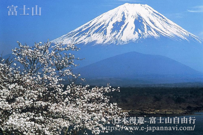 富士山春季櫻花美景