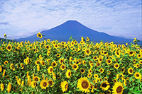 山梨夏季富士山