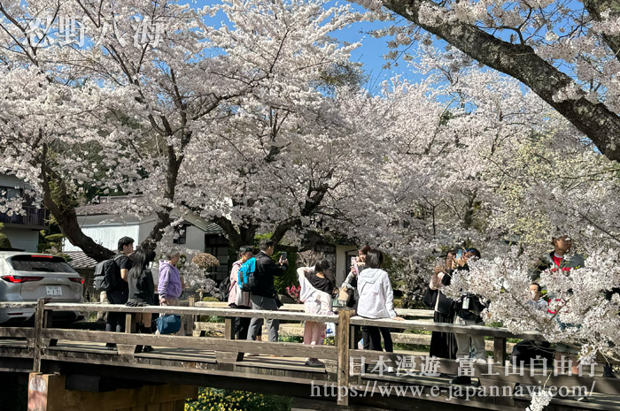 由忍野八海櫻花