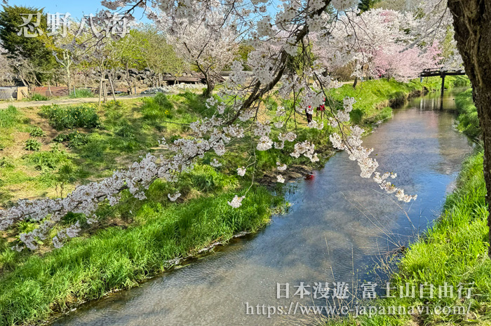 忍野八海新名莊川的清流與櫻花