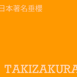 三春瀧櫻 takizakura