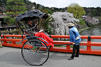 高山古城櫻花