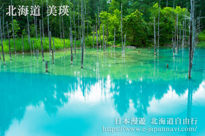 美瑛青池夏季美景