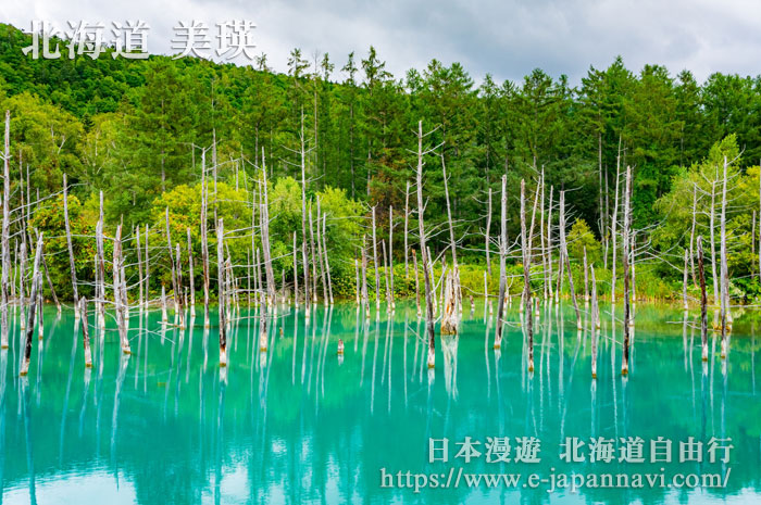 美瑛青池夏季美景