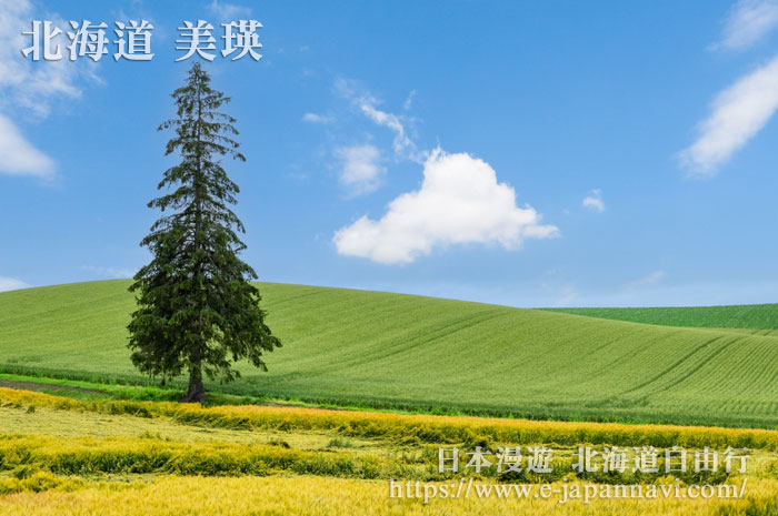 美瑛聖誕樹夏季美景