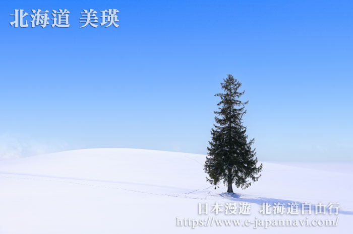 雪後的美瑛聖誕樹