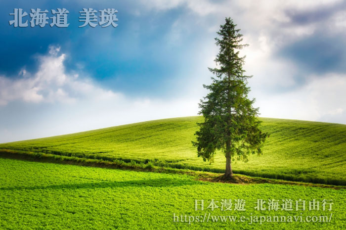 夏季的美瑛聖誕樹
