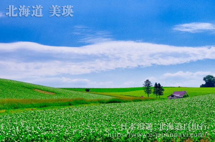 美瑛丘陵的夏日