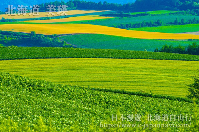 美瑛丘陵的美景