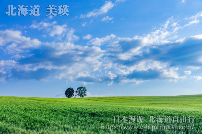 令人牽掛的美瑛親子木
