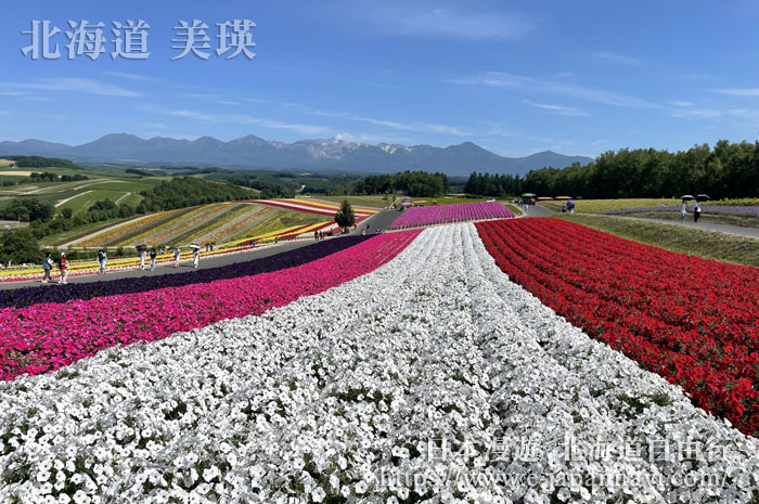 美瑛四季彩之丘