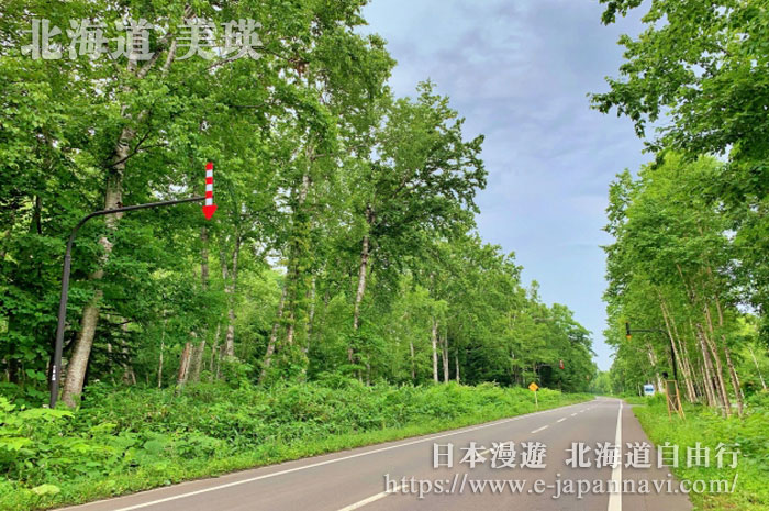 美瑛白樺街道