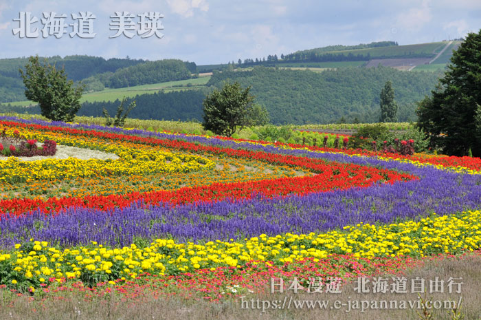美瑛Zerubu之丘的花田