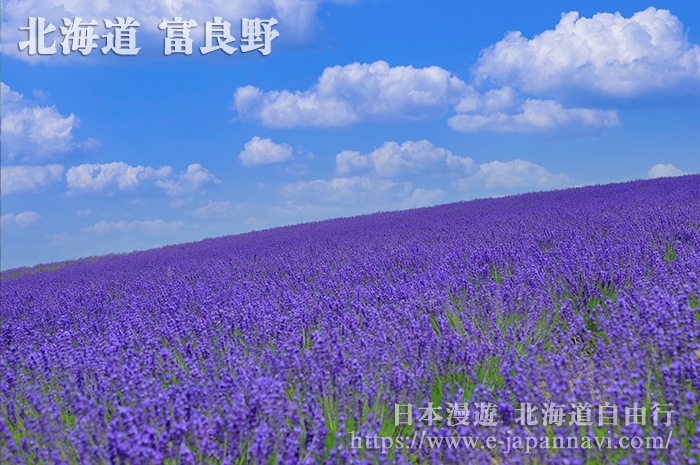 富良野日之出公園漫山遍野的薰衣草