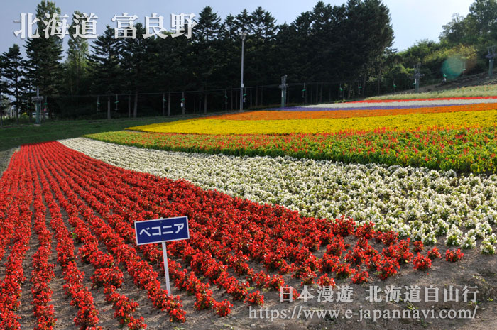 富良野北星山町營薰衣草園