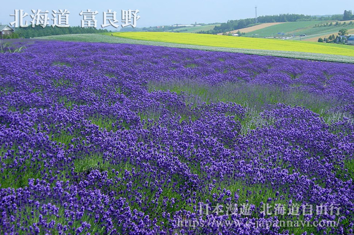 富良野KANNO農場