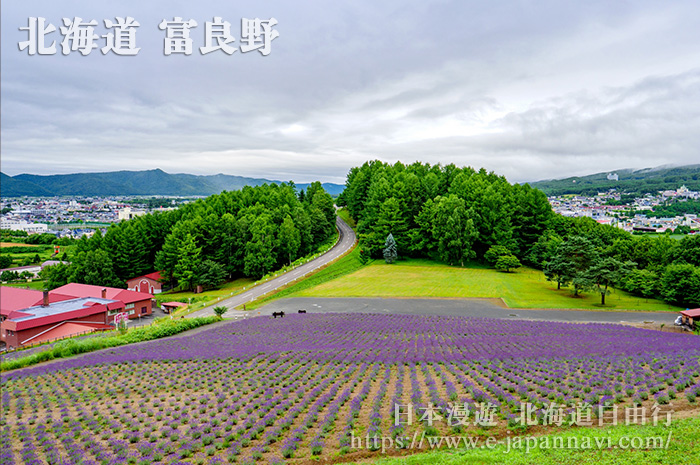 富良野葡萄酒工房的薰衣草花田