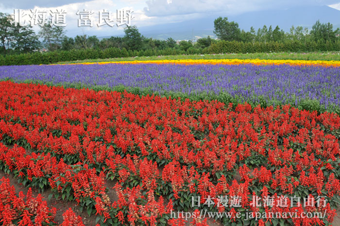 富良野富田農場